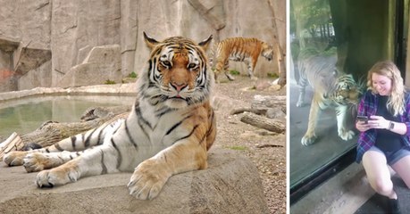 This Pregnant Woman Approached The Glass... And The Tiger Did Something Unbelievable
