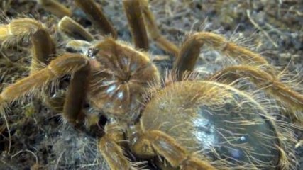 This Sped-Up Footage Of A Tarantula Moulting Will Blow Your Mind