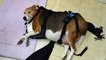 This Beagle Was So Obese That It Couldn't Walk, Until This Woman Had An Idea