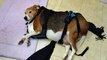 This Beagle Was So Obese That It Couldn't Walk, Until This Woman Had An Idea