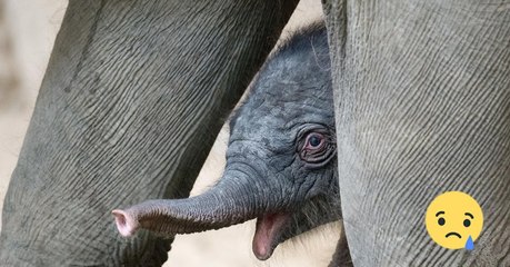 This 10-Day-Old Baby Elephant Died In A Zoo And Everyone Is Asking This One Question