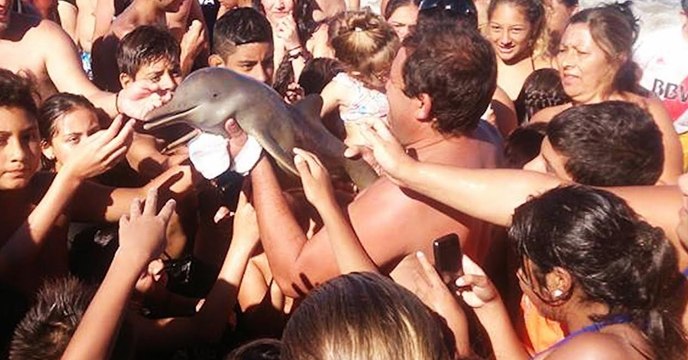 Public Outrage After Tourists Cause Death Of Baby Dolphin With Selfies