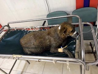 AVCILAR'DA ZEHİRLENEN ÜÇ KÖPEKTEN SADECE GEBE OLANI KURTARILABİLDİ