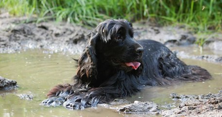 Follow These Tips To Protect Your Dog From The Alabama Rot Outbreak