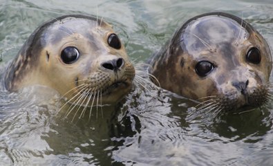 Dream Job Alert! Move To Wales And Look After Seals