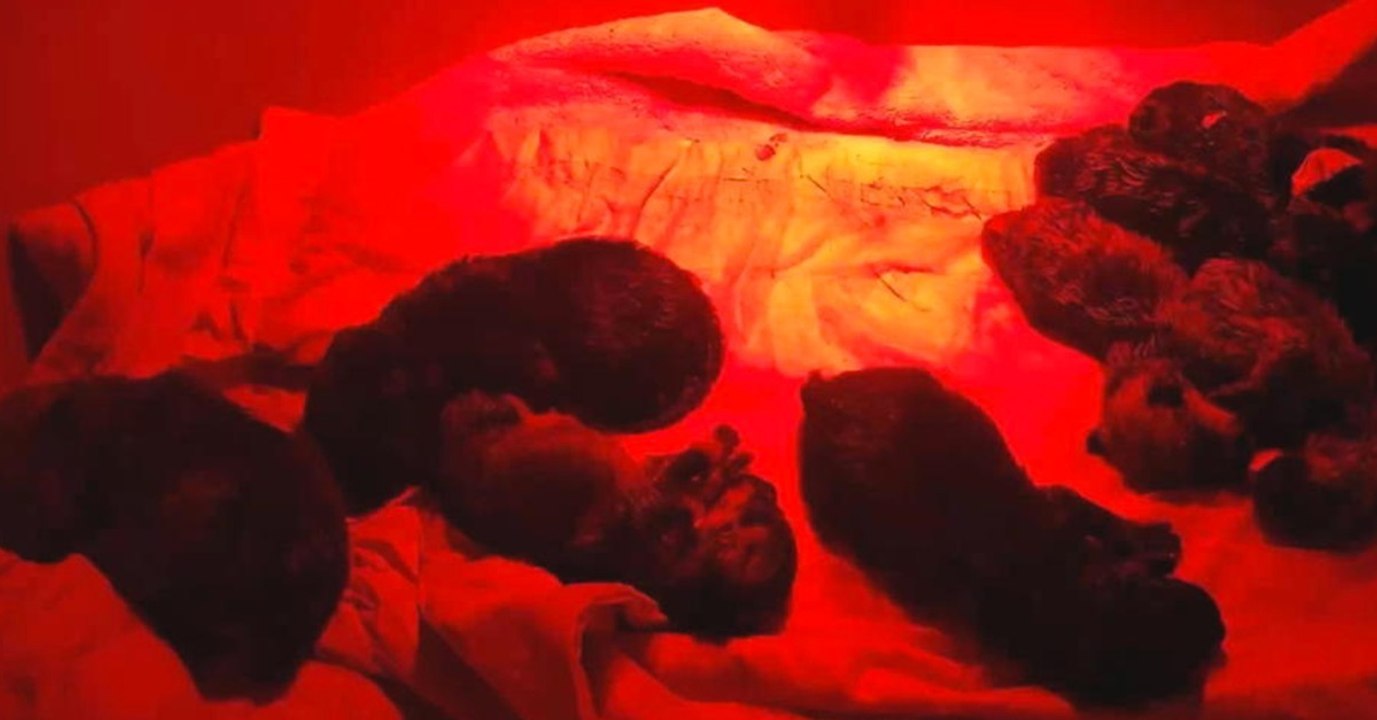 A Mushroom-Gatherer Heard A Strange Noise Underground... Then Discovered Something Heartbreaking