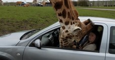 Investigation Underway After Couple Shatters Glass On Giraffe’s Head