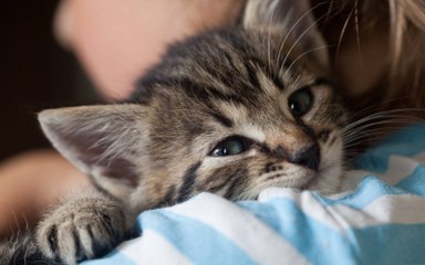 If You Love Cats, This Could Be Your Dream Job...