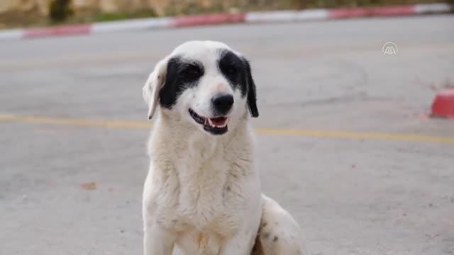 101 yasaklı ırk köpek barınağa bırakıldı