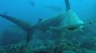 Hammerhead Sharks Die In Strange Occurrence At  Boulogne-sur-Mer Aquarium