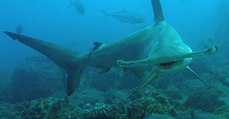 Hammerhead Sharks Die In Strange Occurrence At  Boulogne-sur-Mer Aquarium