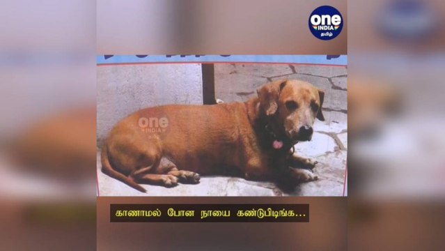 மதுரை: காணாமல் போன வளர்ப்பு நாய்... கண்டுபிடித்தால் ரூ.5000 பரிசு... கவனத்தை ஈர்த்த போஸ்டர்!