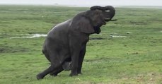 This Touching Video Shows An Elephant Giving Birth To Her Baby In The Middle Of Her Herd