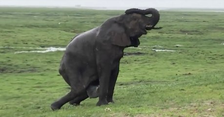 This Touching Video Shows An Elephant Giving Birth To Her Baby In The Middle Of Her Herd