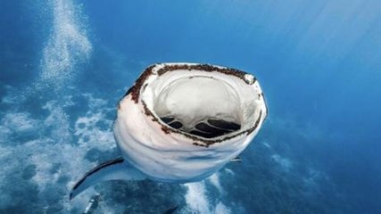She Held Her Breath As The Shark Opened Its Enormous Jaws... Her Photos Tell An Incredible Story