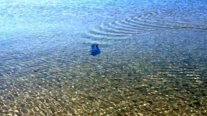 This Australian Received An Unexpected Visitor At The Beach...