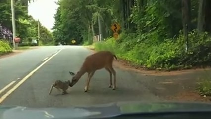 This Terrified Deer Was Caught In The Headlights... Until Her Mother Did Something Amazing