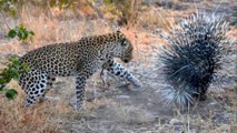 This Leopard Discovered Why It's Never A Good Idea To Attack A Porcupine