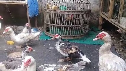 Memanfaatkan lahan yang sempit untuk hal yang positif