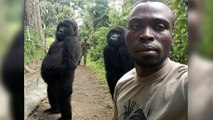 Gorillas Caught Acting Like Humans In This Hilarious Photo!
