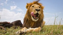Three Poachers Eaten By Lions In South Africa