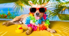 This Is What Every Pet Owner Needs To Know About Keeping Animals Cool In The Heatwave