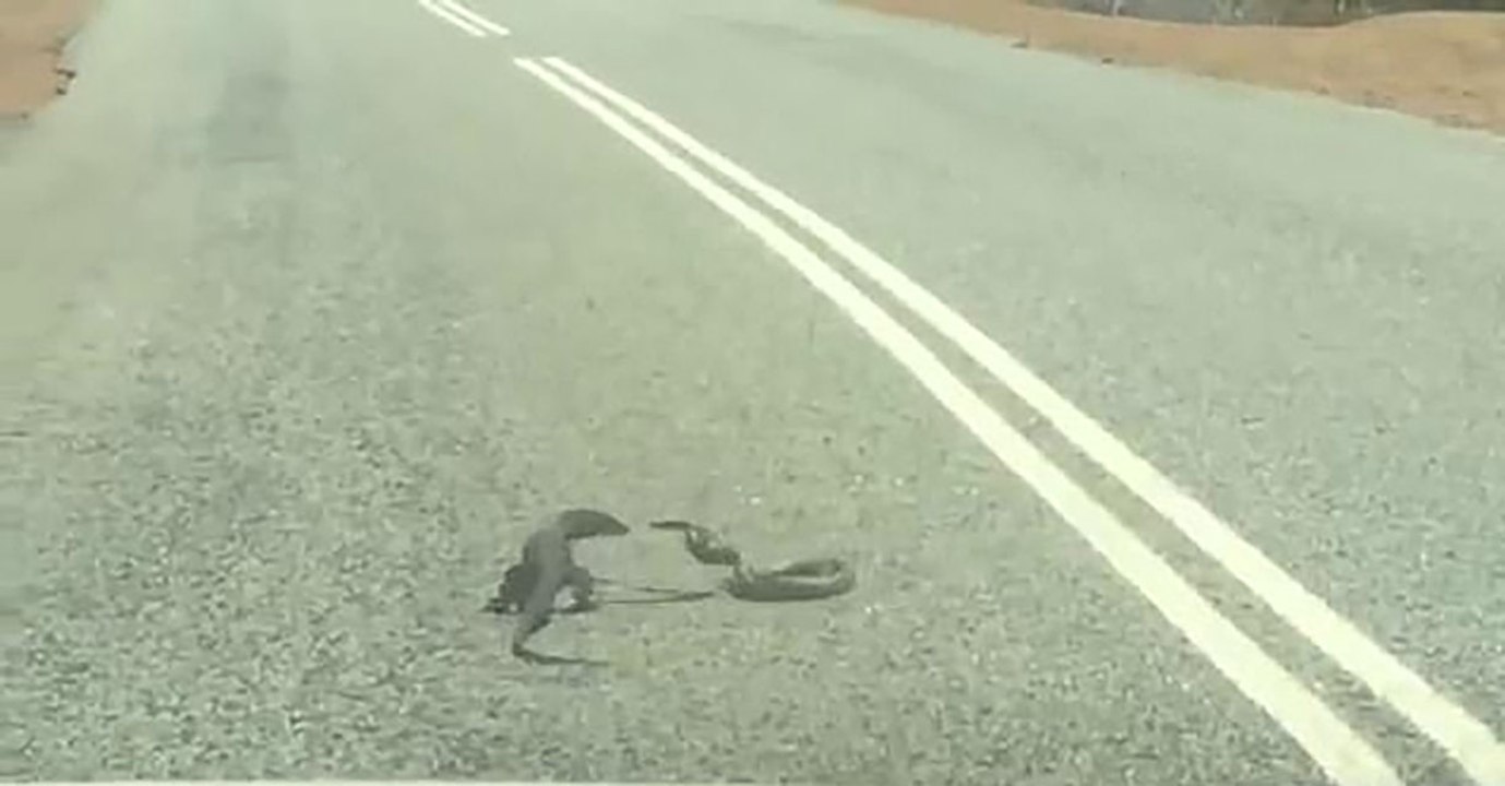 VIDEO: Brutal Encounter Between A Snake And A Lizard