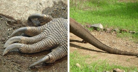 The Dangers Of Komodo Dragons And Their Power