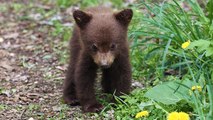 Abandoned Bear Cub Discovered On The France-Spain Border