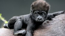 National Park Keepers Rejoice As Two Endangered Gorillas Are Born In The Democratic Republic Of Congo
