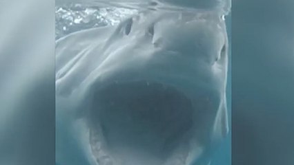They Risked Death To Photograph This Great White Shark, And The Results Were Well Worth It