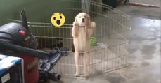 This Puppy Waits Until His Owner Wasn't Looking And Then Did Something Brilliant