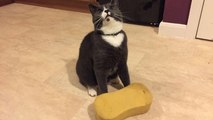 This Funny Little Cat Won’t Stop Bringing Sponges Back To Its Owner