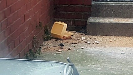 Lovely wagtail