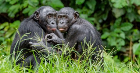 It Turns Out That Homosexuality Isn't Just Present In Humans, But Animals Too