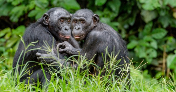 It Turns Out That Homosexuality Isn't Just Present In Humans, But Animals Too