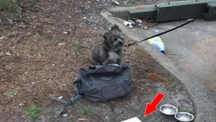 This Dog Was Abandoned And Tied To A Skip But There Was A Very Unusual Message Left With Him
