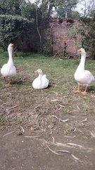 Quacking Sound Video By Kingdom of Awais