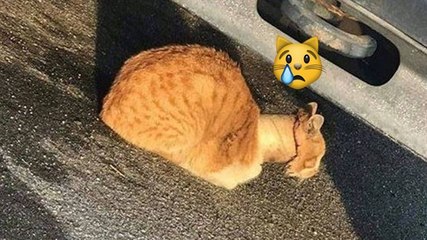This Poor Cat Was Found Bruised Under A Car With Something Dreadful Around Its Neck