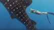 This Female Diver Gets Up Close And Personal With A Whale Shark In Stunning Footage