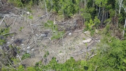 Nobody Knew This Tribe Existed Until This Drone Flew Over The Amazon