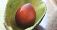The Surprising Health Benefits Of Avocado Stones