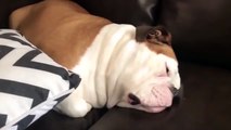 Bulldog snoring (Commando   Rambo). Sleeping dog makes funny noises