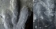 Uncovered Dinosaur Tracks Reveal What Their Skin Really Looked Like (VIDEO)