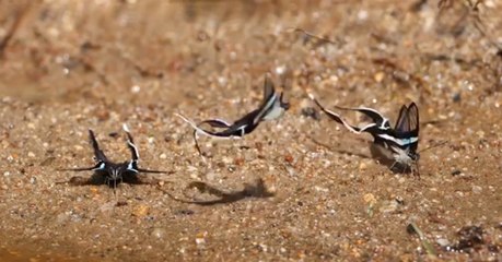 The Hypnotic Flight Of These Butterflies Has Finally Been Captured On Video