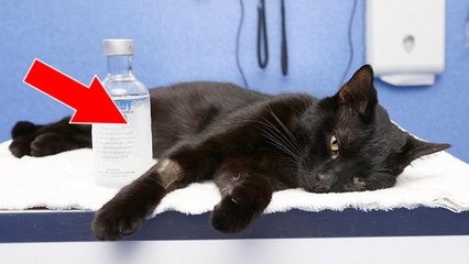 They Thought This Cat Would Die After Swallowing Antifreeze - But The Vet Had An Incredible Idea To Cure Her