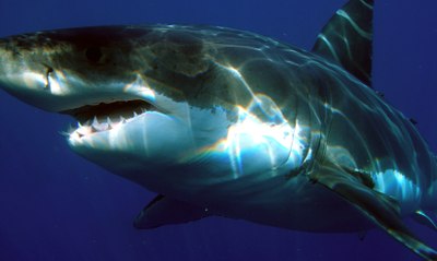 These Divers Were Filmed Swimming With The Largest Shark In The World
