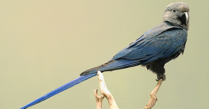 Scientists Are Warning These Species Are Likely To Go Extinct In 2019