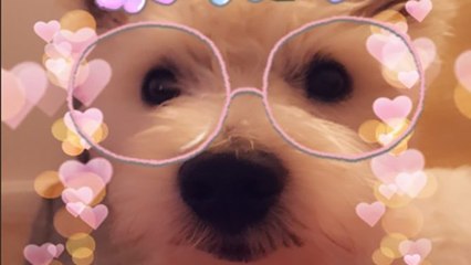 Snapchat Now Brings You A Filter... Especially For Cats!