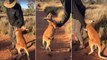 This Baby Kangaroo Refuses To Leave His Caregiver And It's Adorable